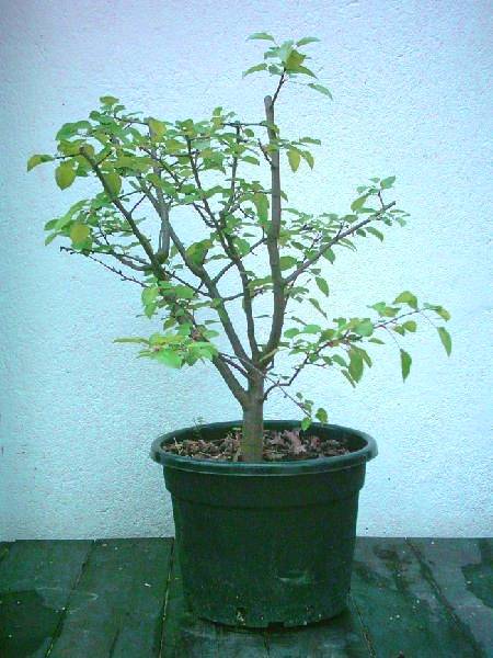 108P_communis2004.jpg