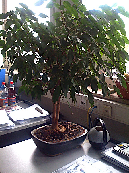 Ficus.jpg