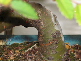 Wenn die Rinde trockner ist, ist sie gräulich, so wie der trockene rechte teil