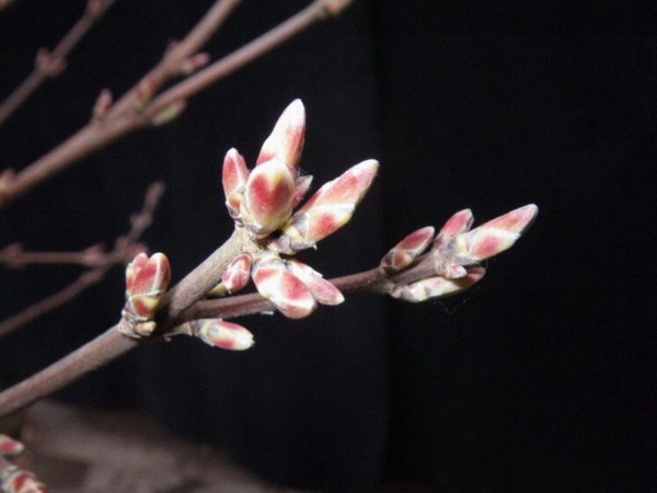 Knospen [] [].jpg