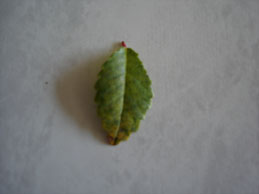 So sieht das Blatt im Anfangsstadium aus, bevor es ganz gelb wird und dann abfällt