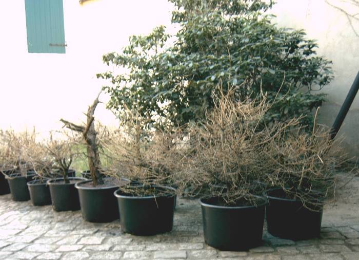 09.jpg