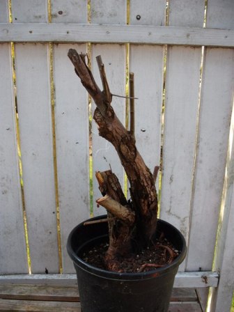 Höhe 55 cm