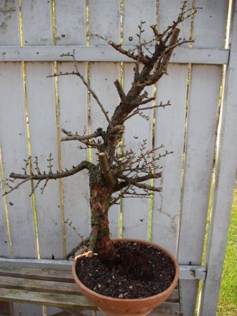 Höhe 75 cm