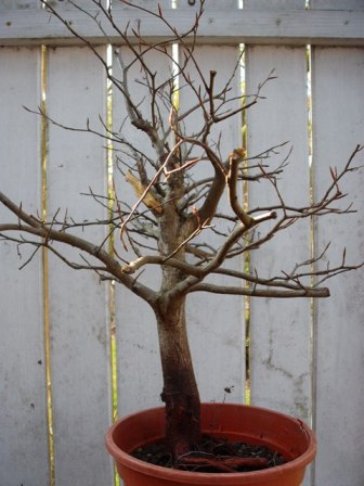 Höhe 50 cm
