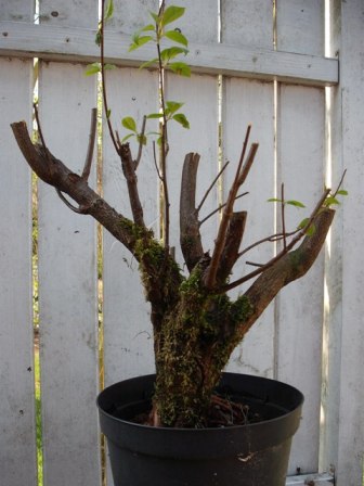 Höhe 60 cm
