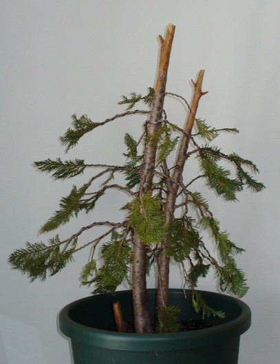Thuja-04-2010.jpg