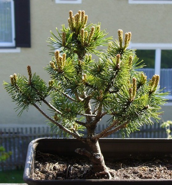 Pinus Mugo