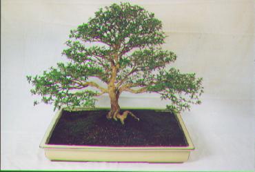 Serissa 3.JPG