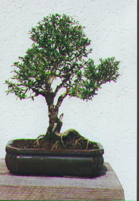 Serissa 1.JPG