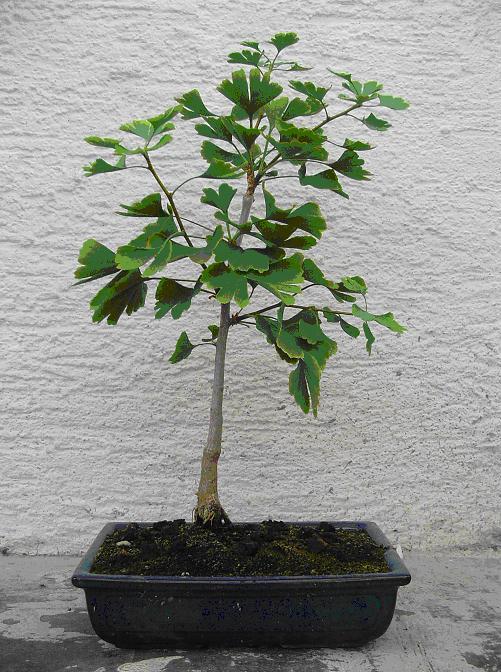 Ginkgo.JPG