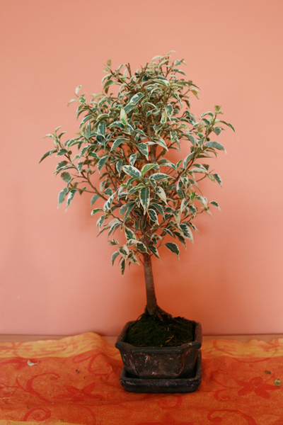 Bonsai-Ficus-1.jpg