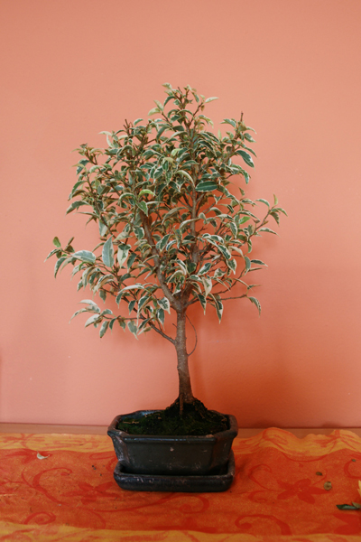 Bonsai-Ficus-2.jpg