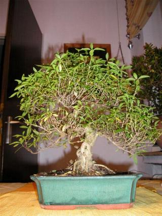 bonsai2.jpg