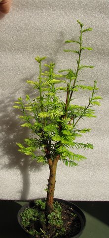 IMG_0302.JPG