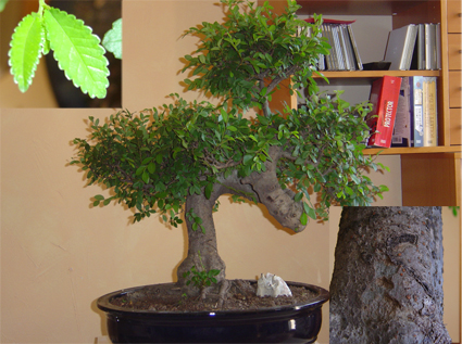 baum2.jpg