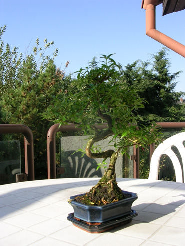 Was ist das für ein Baum?