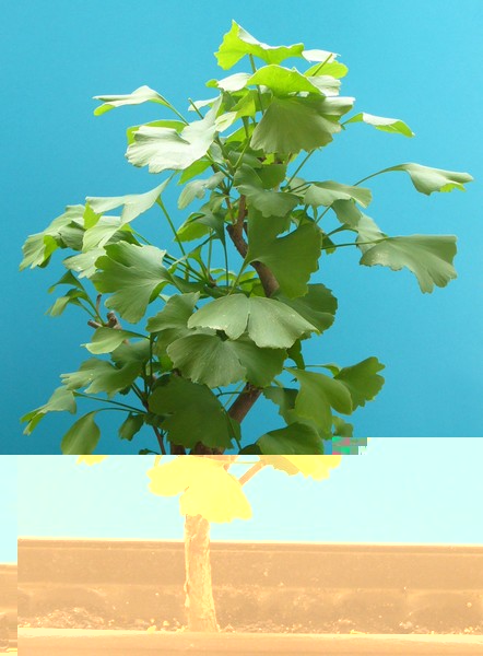 Ginkgo