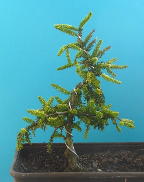 Orientfichte 062010