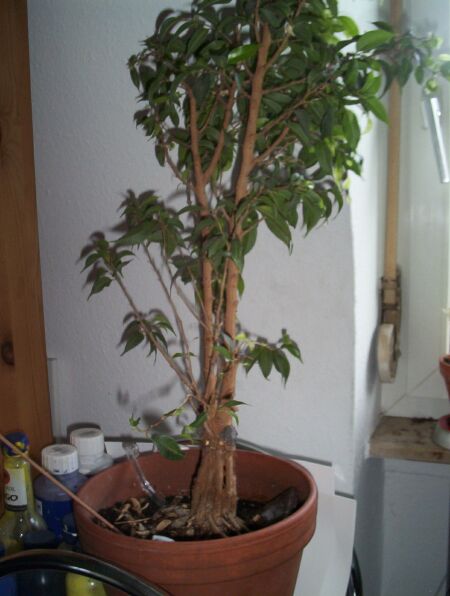 ganzer baum.jpg