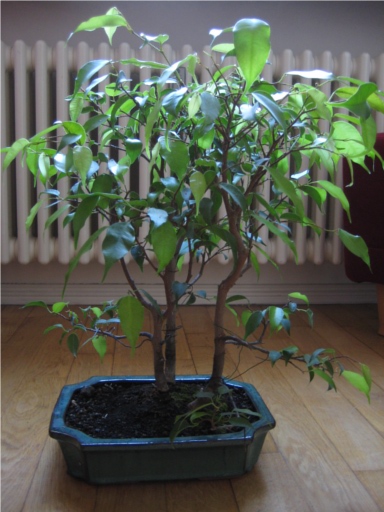 ficus_2.jpg