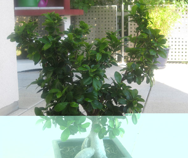 ficus_retusa_01.jpg