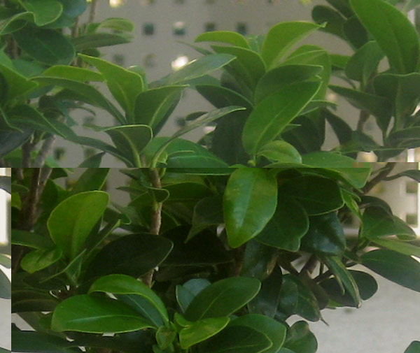 ficus_retusa_02.jpg