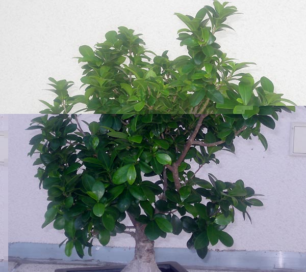 ficus_retusa_04.jpg