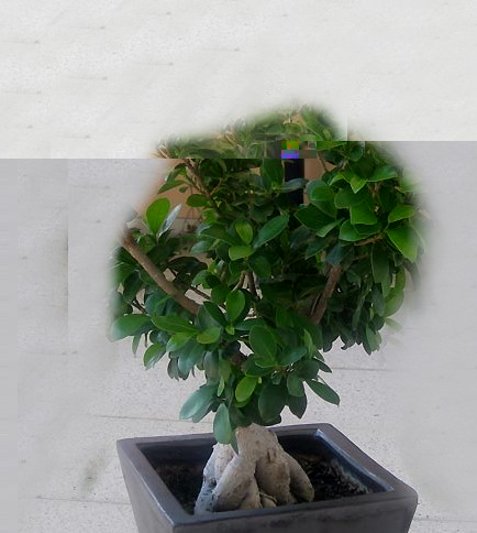 ficus_retusa_03.jpg