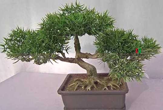 1770611A_Sprengeri_Bonsai.JPG