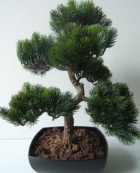 1356007-01_0020_Pinienbonsai.JPG
