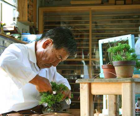 Mein Meister Nobuichi Urushibata aus Shizuoka Japan.<br />Taisho-en heist seine bonsai nursery und schule wo studenten aus ganzen welt bonsai kunst lernen kenen.