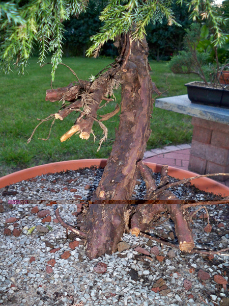 Baum 3