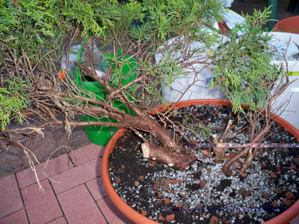 Baum 1