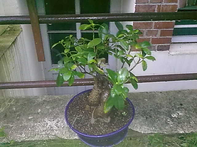 Bonsai.jpg
