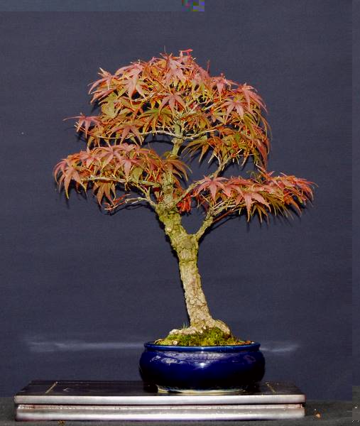 Acer palmatum Arakawa