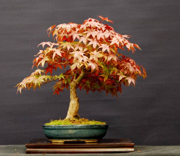 Acer palmatum deshojo