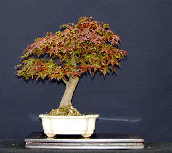 Acer palmatum deshojo