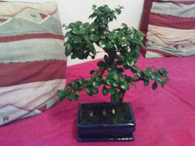 DSC00010.JPG