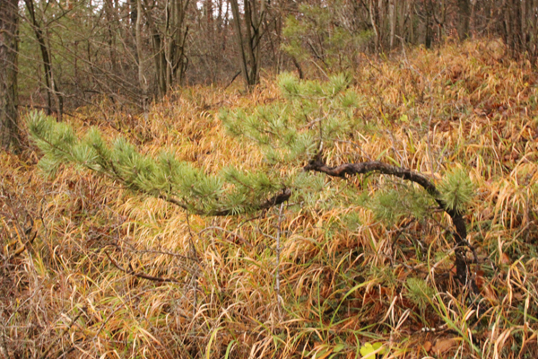 ca 40cm hoch und 70 cm breit