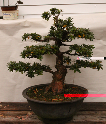 2010-11-23 11-44-15Bonsai-1.jpg