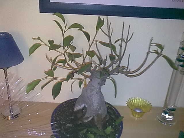 25112010032.jpg