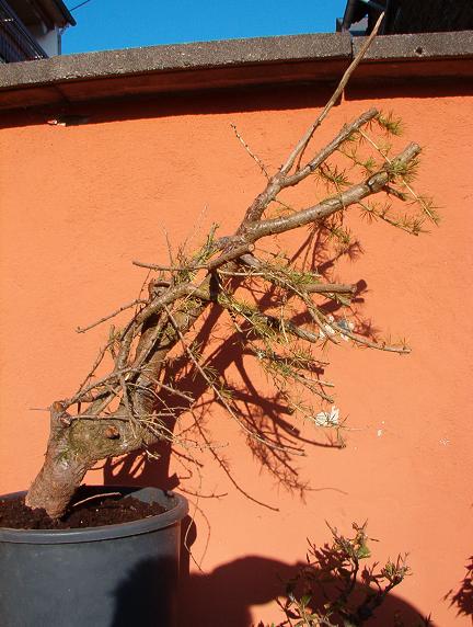 larix 2.JPG