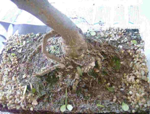 Bonsai Hilfe 004.JPG