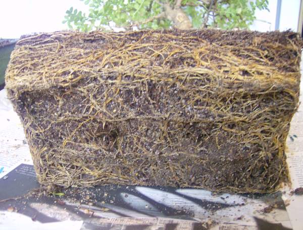 Bonsai Hilfe 005.JPG