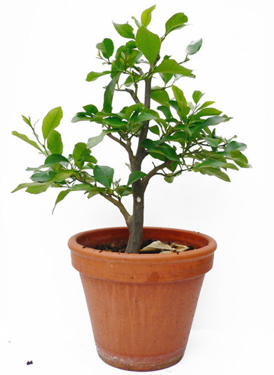 zitronenbaum1_vorderseite_15_05_2010.jpg