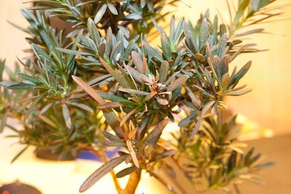 20110123_Steineibe_Nadeln_001.jpg