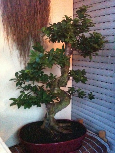 grosser ficus <br />s-form 2011