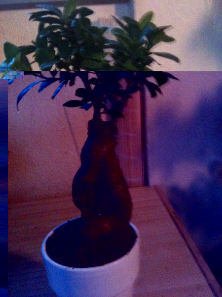 Ficus<br />2011