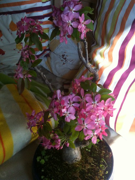 Zierapfel bonsai <br />2011